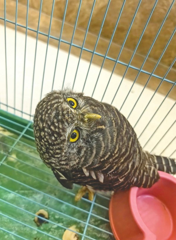 富兴配资端 接力救护国家二级保护动物斑头鸺