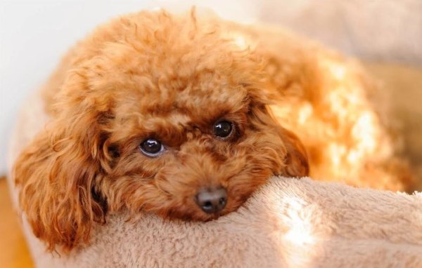 金惠配资 泰迪聪明不掉毛，比熊温柔像棉花，哪个宠物最暖心？