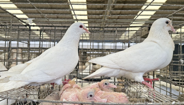 富农优配APP “兴宁鸽”飞跃密码：保、育、繁、推驱动产业升维